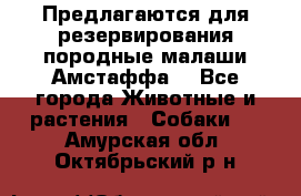 Предлагаются для резервирования породные малаши Амстаффа  - Все города Животные и растения » Собаки   . Амурская обл.,Октябрьский р-н